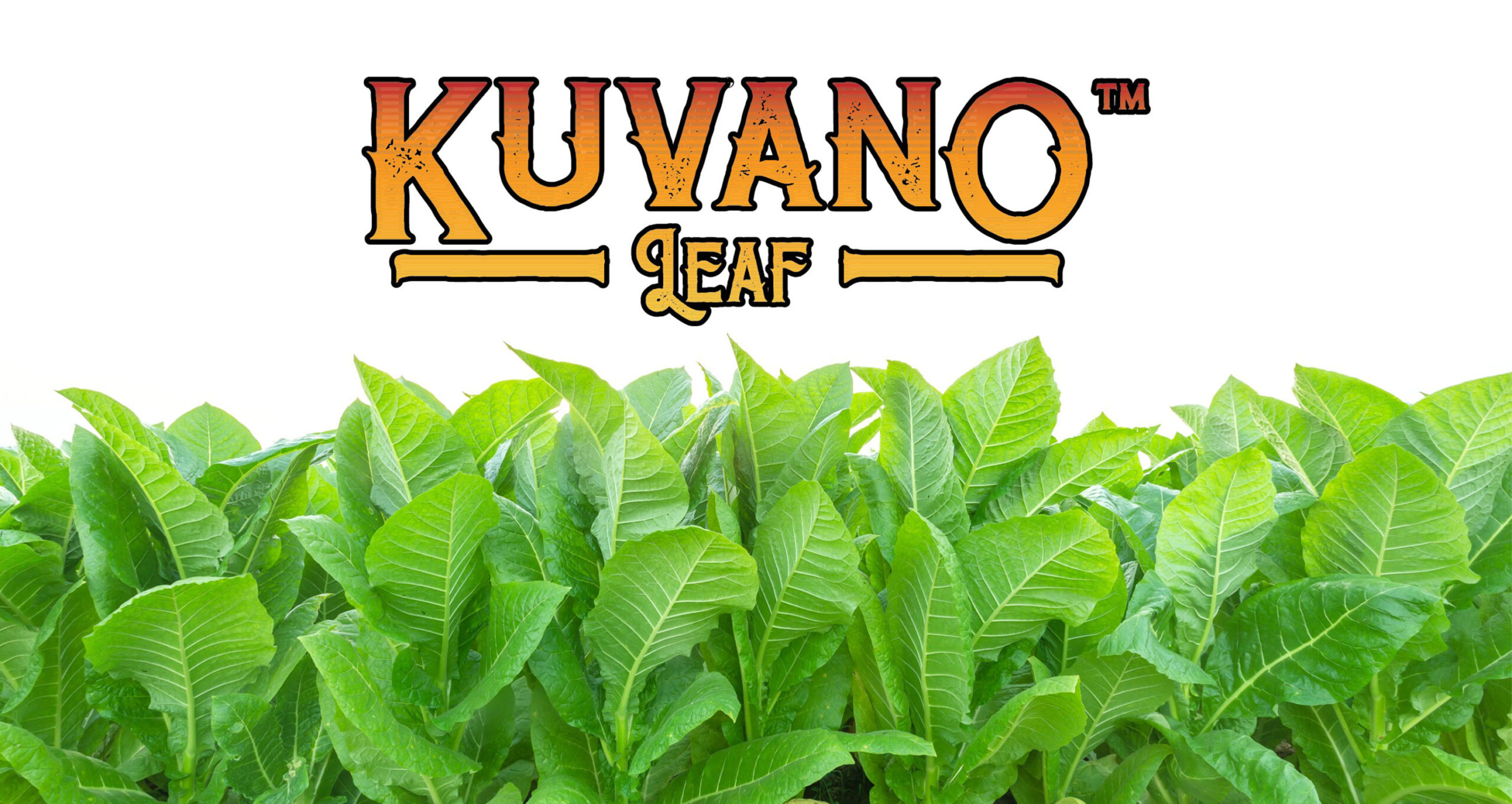 Kuvano Leaf Wraps